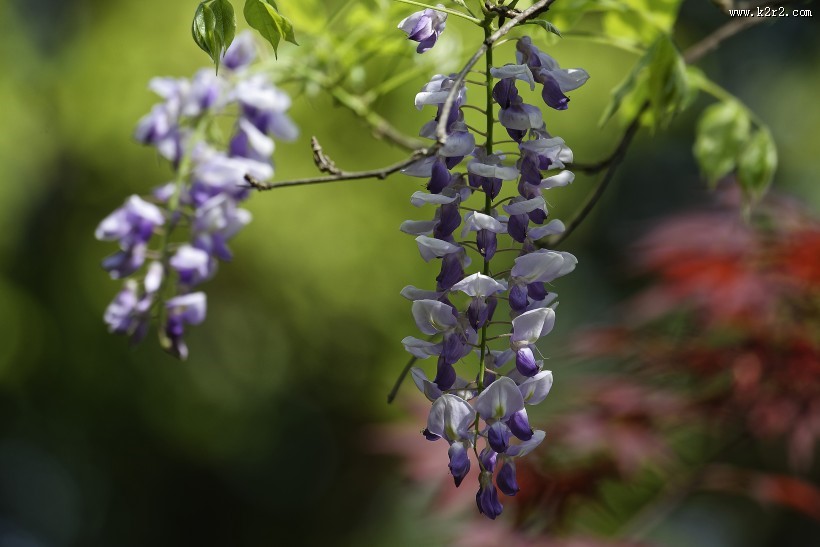 紫藤图片大全