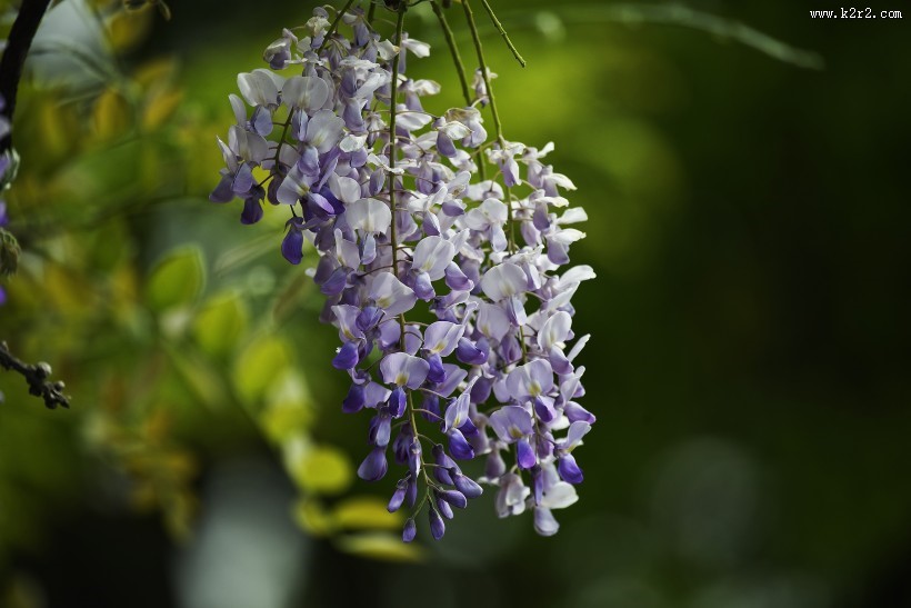 紫藤图片大全