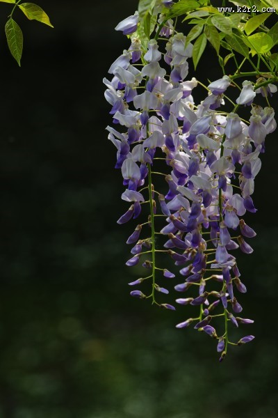 紫藤图片大全