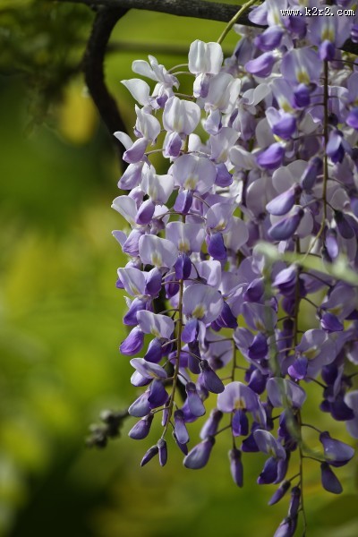 紫藤图片大全