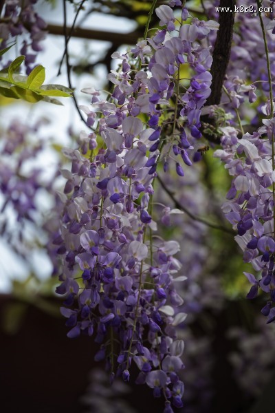 紫藤图片大全