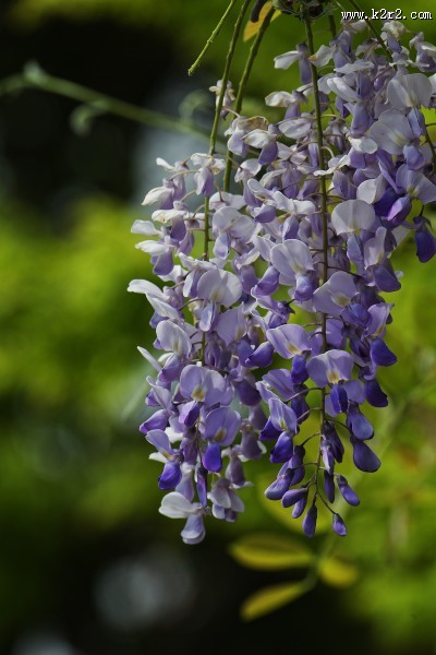 紫藤图片大全