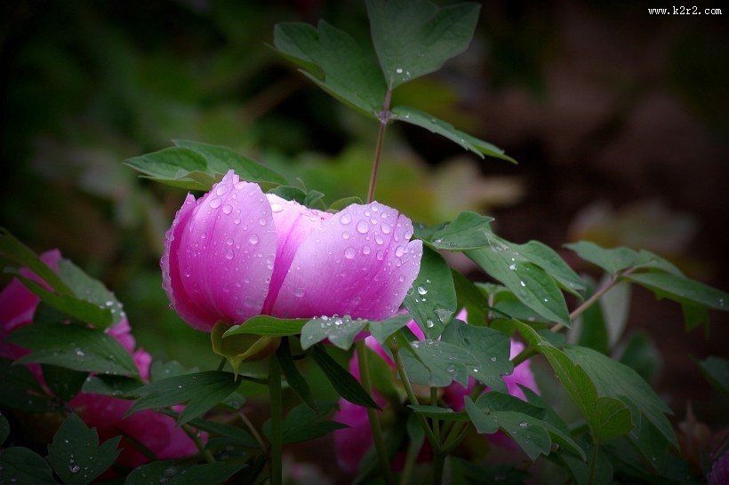 艳丽的牡丹图片大全