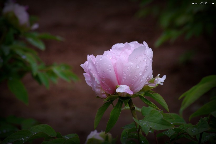 艳丽的牡丹图片大全