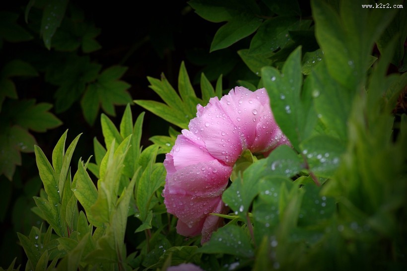 艳丽的牡丹图片大全