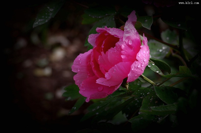 艳丽的牡丹图片大全