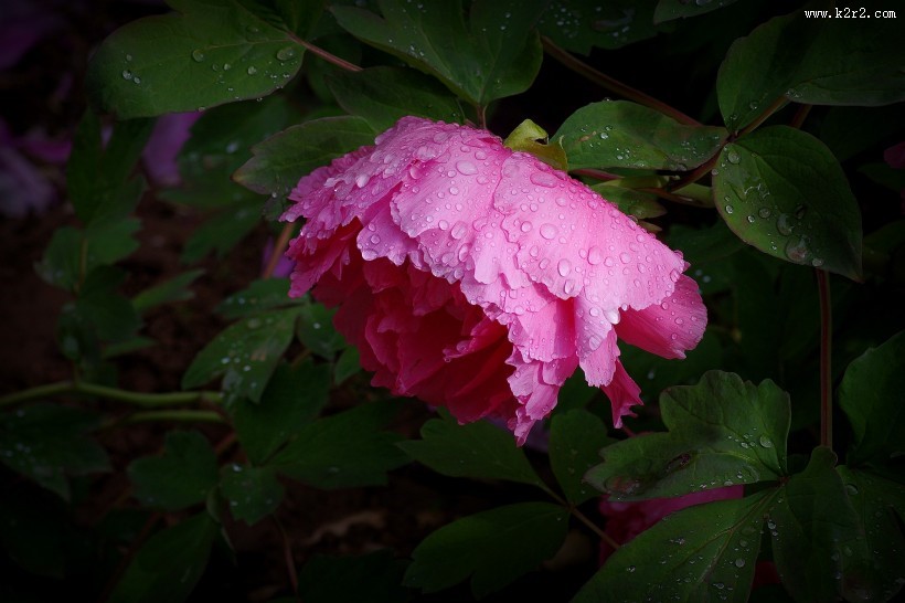 艳丽的牡丹图片大全