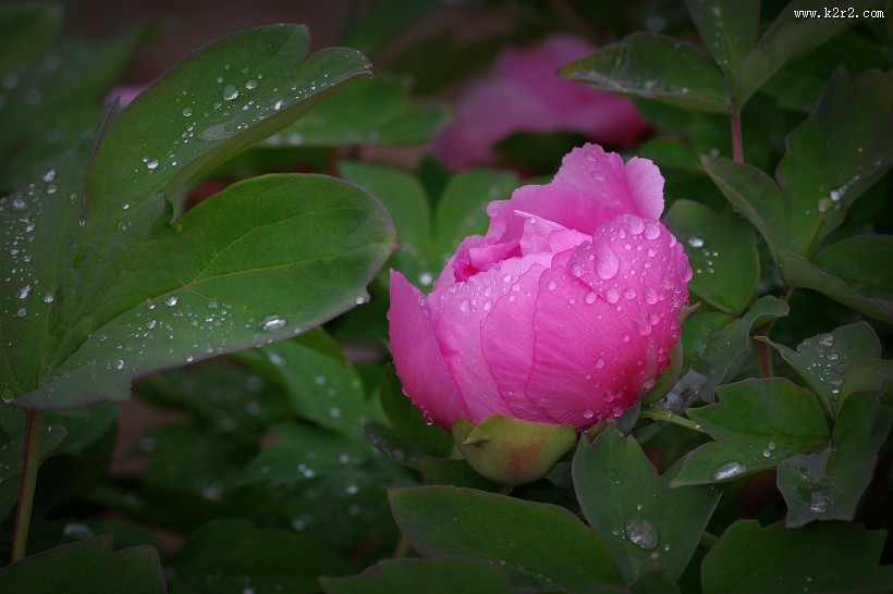 艳丽的牡丹图片大全