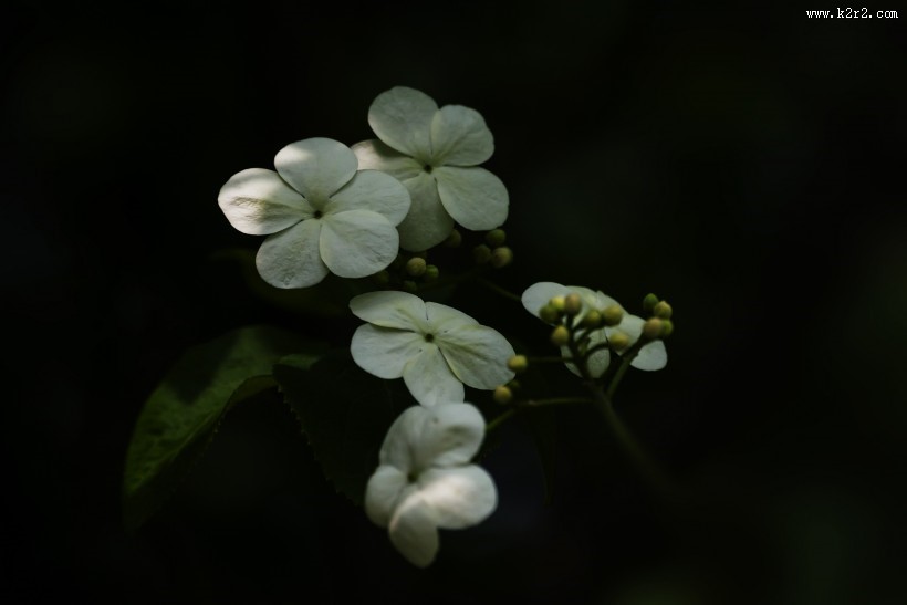 洁白的琼花图片