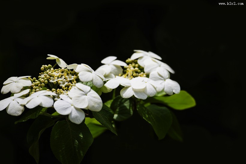 洁白的琼花图片