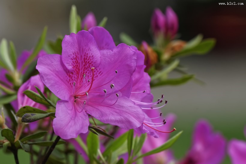杜鹃花图片大全