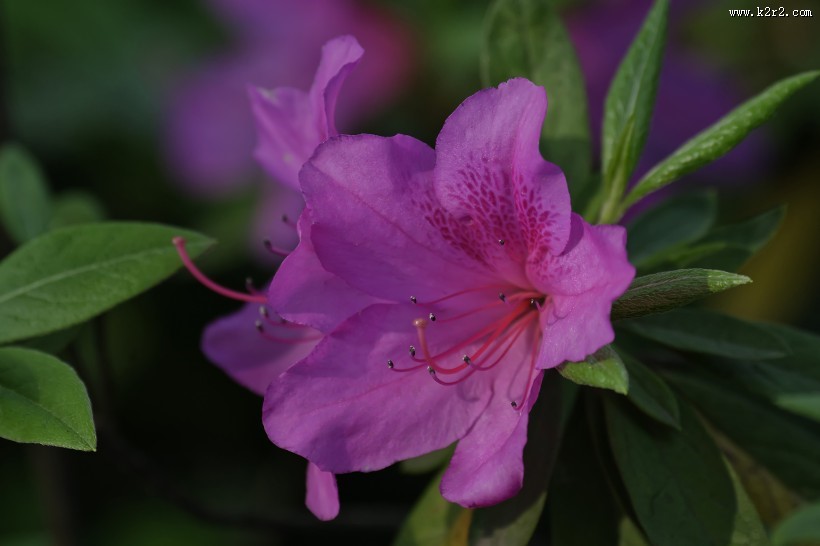 杜鹃花图片大全