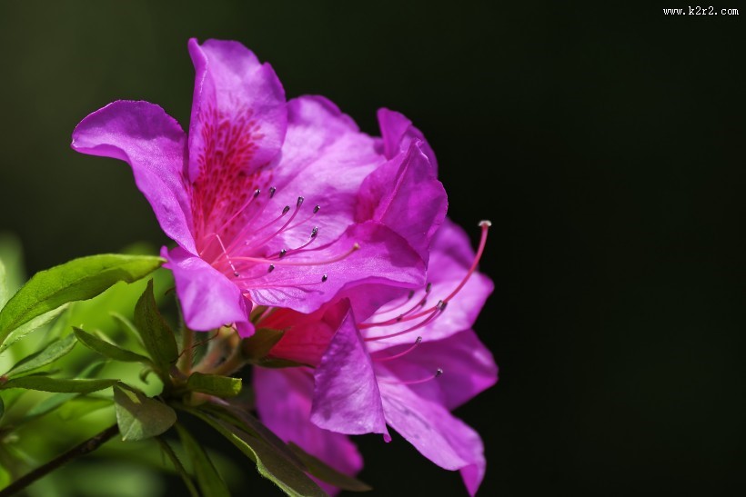 杜鹃花图片大全