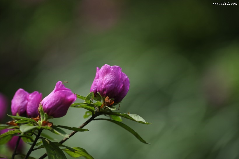 杜鹃花图片大全