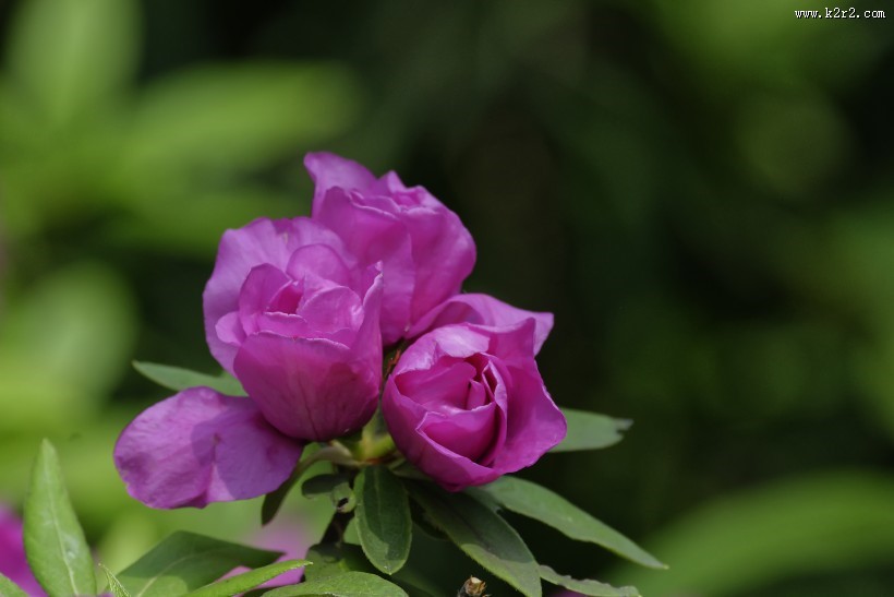 杜鹃花图片大全