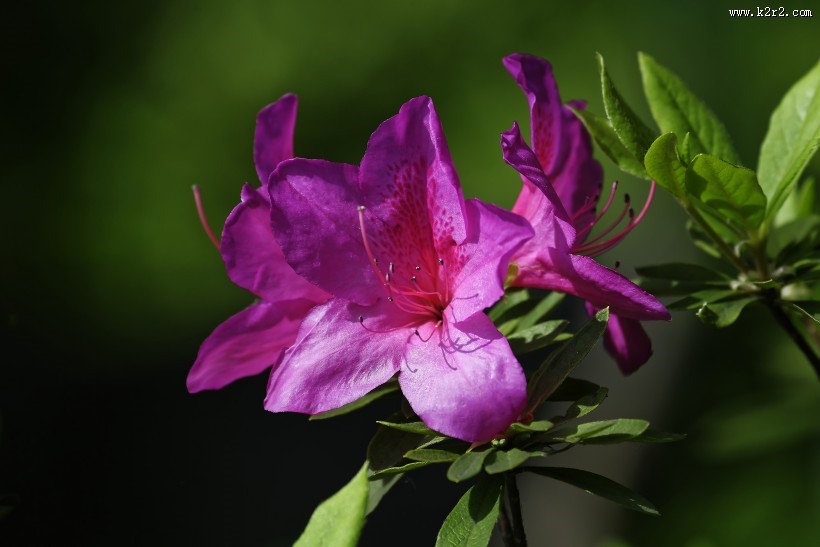 杜鹃花图片大全