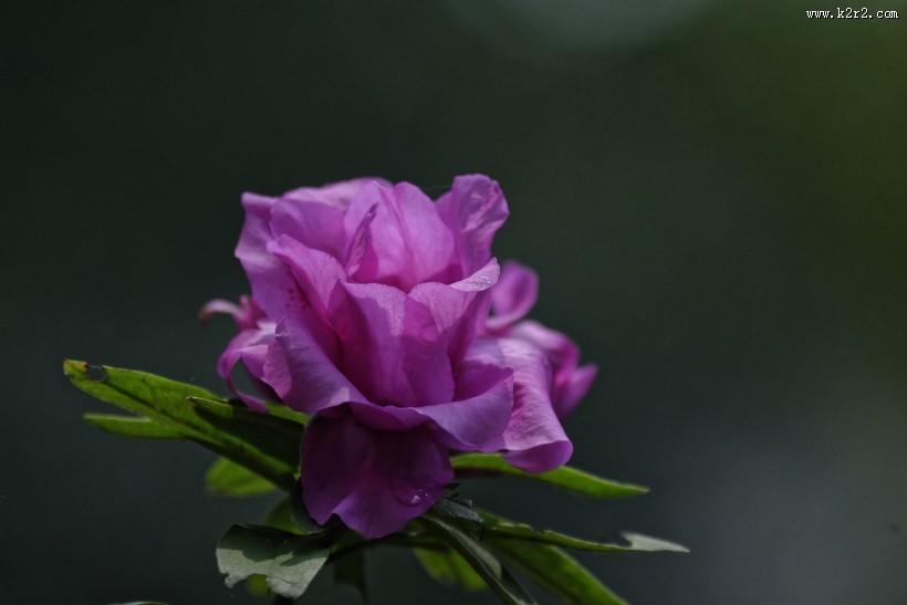 杜鹃花图片大全