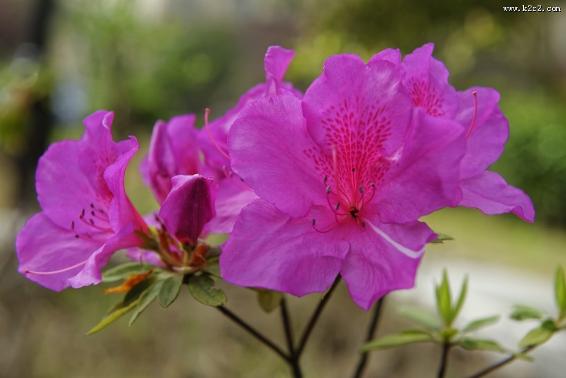 杜鹃花图片大全
