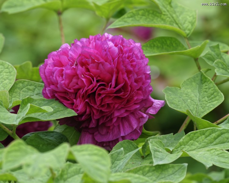 牡丹花图片大全