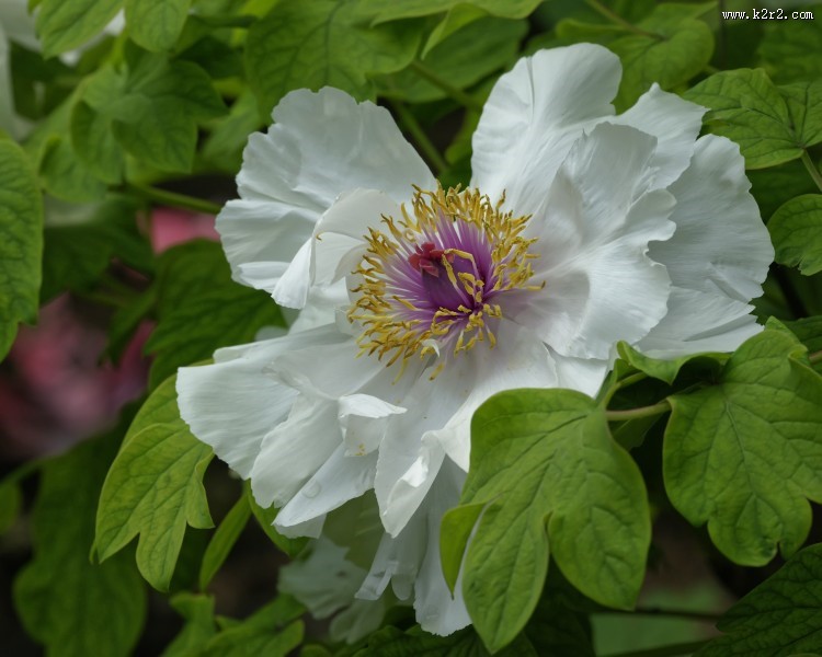 牡丹花图片大全