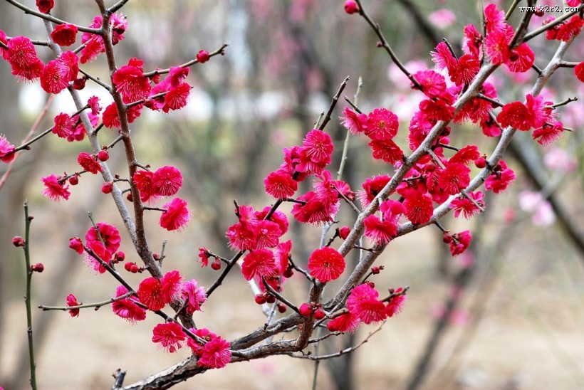 红梅图片