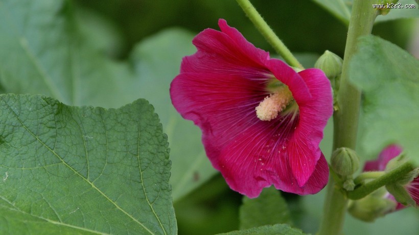 红色蜀葵花图片