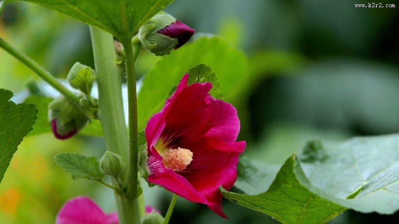 红色蜀葵花图片