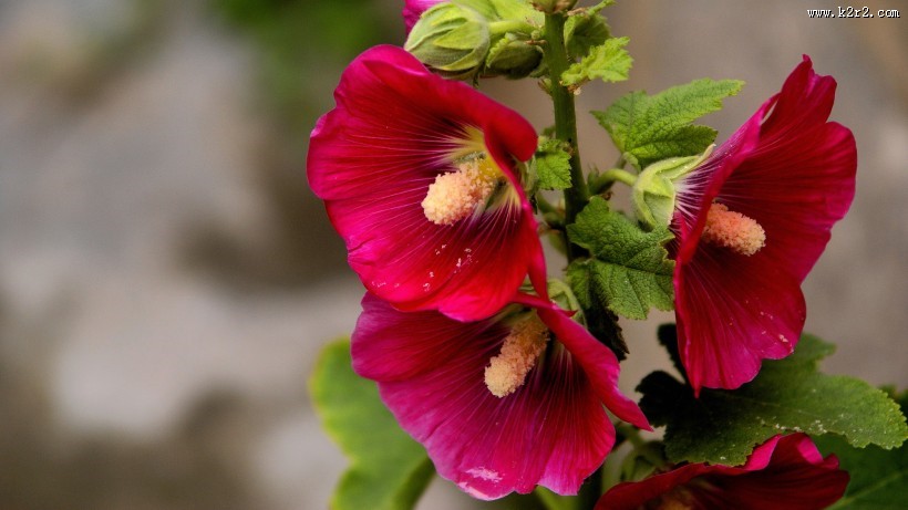 红色蜀葵花图片