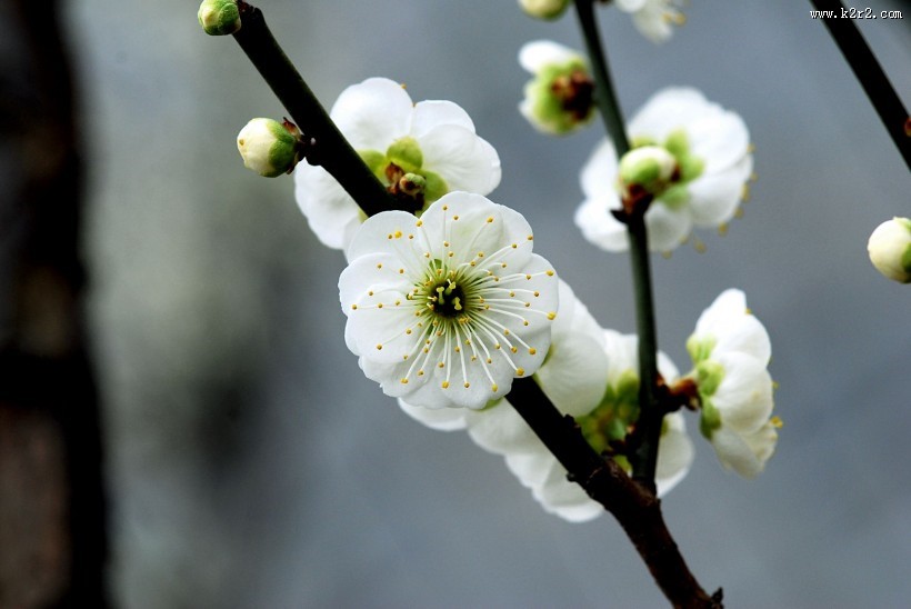 绿萼梅图片大全