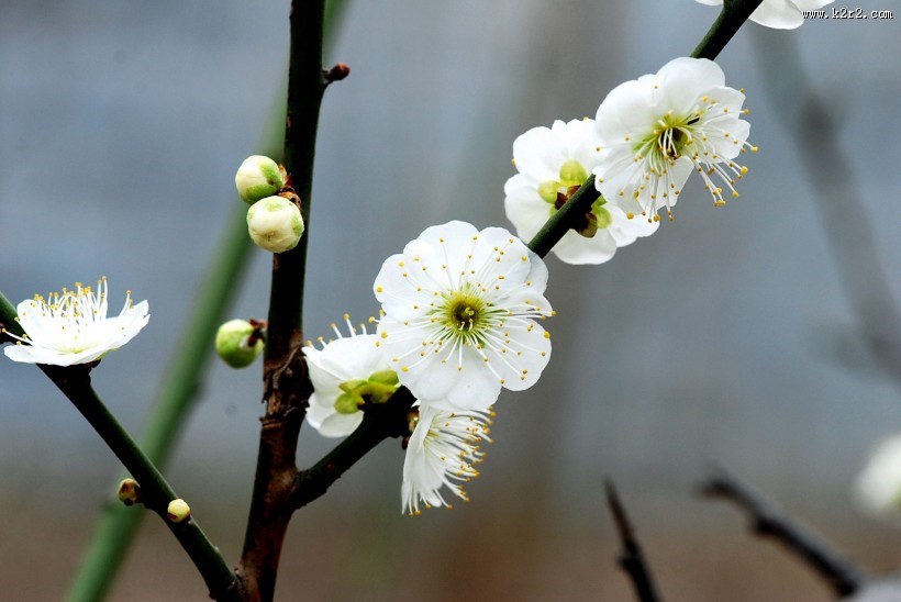 绿萼梅图片大全