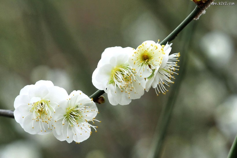 绿萼梅图片大全