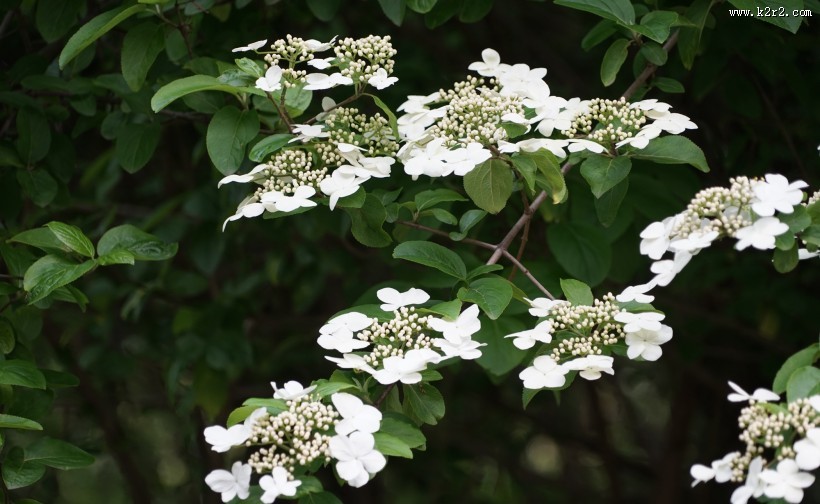 洁白的琼花图片大全