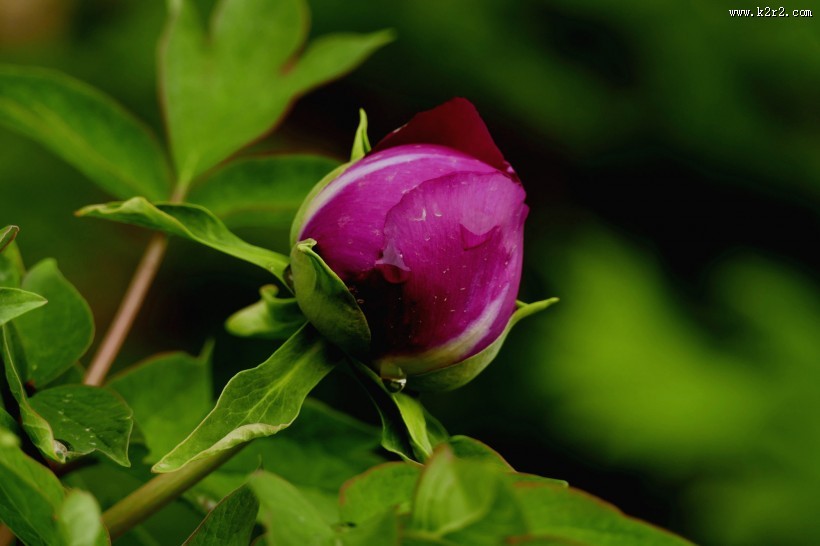雨后牡丹花图片