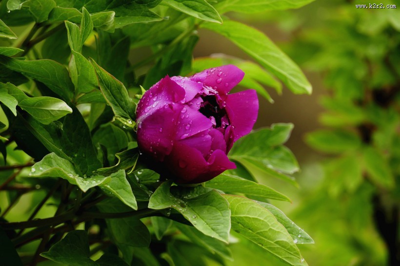 雨后牡丹花图片