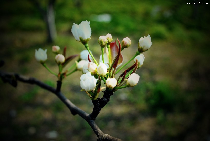 梨花图片大全