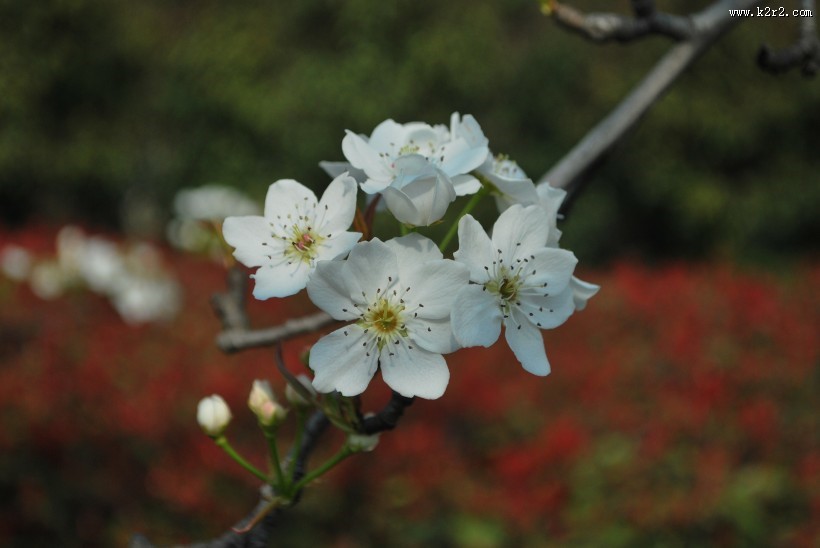 梨花图片大全