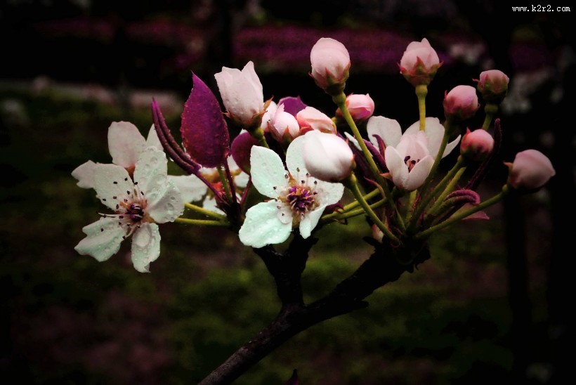 梨花图片大全