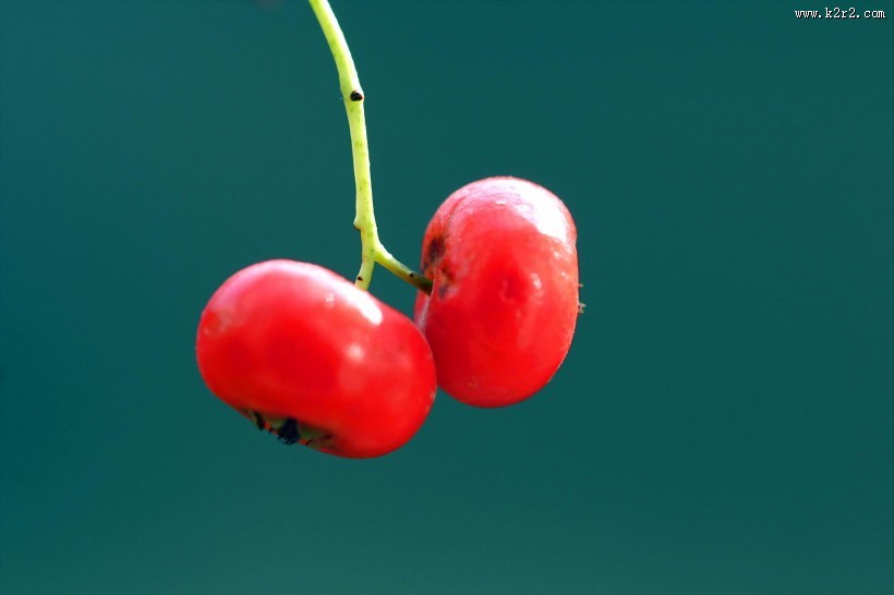 红红的火棘果图片