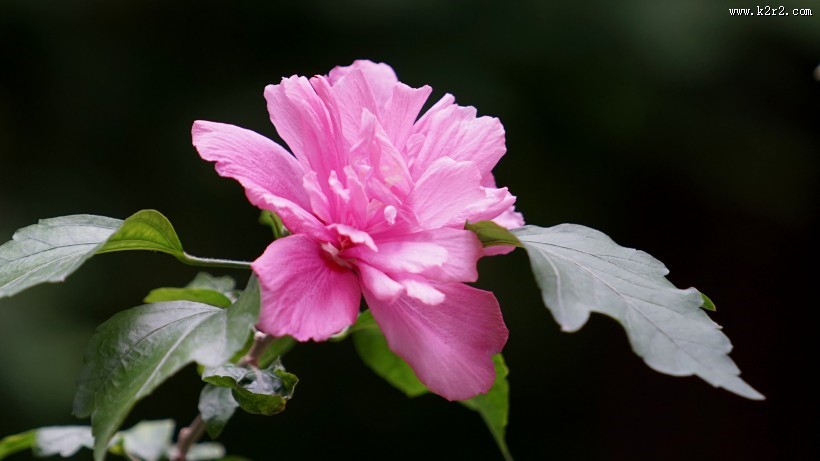 木槿花图片