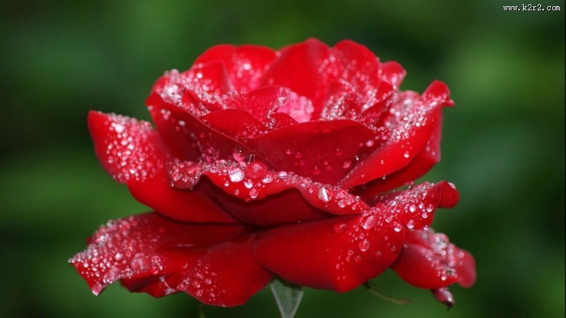 红色玫瑰花图片大全