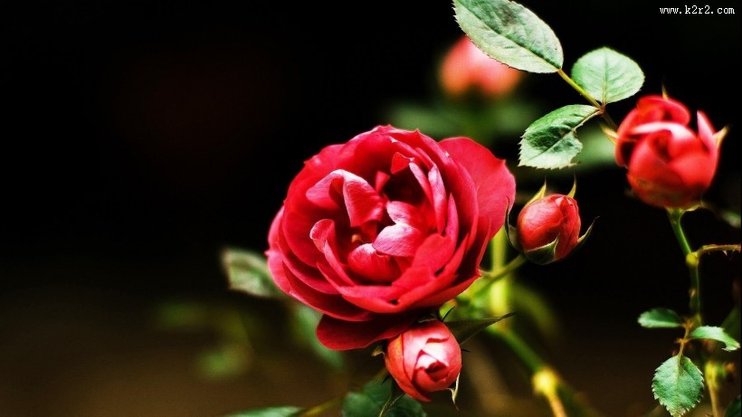 红色玫瑰花图片大全