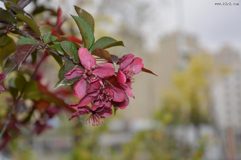 紫色海棠花图片