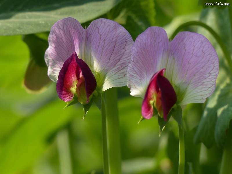 豌豆花图片