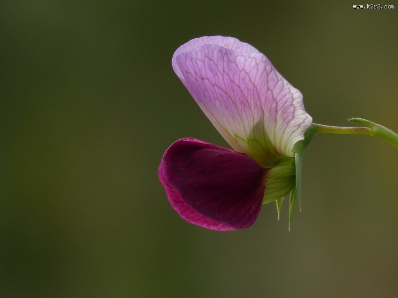 豌豆花图片