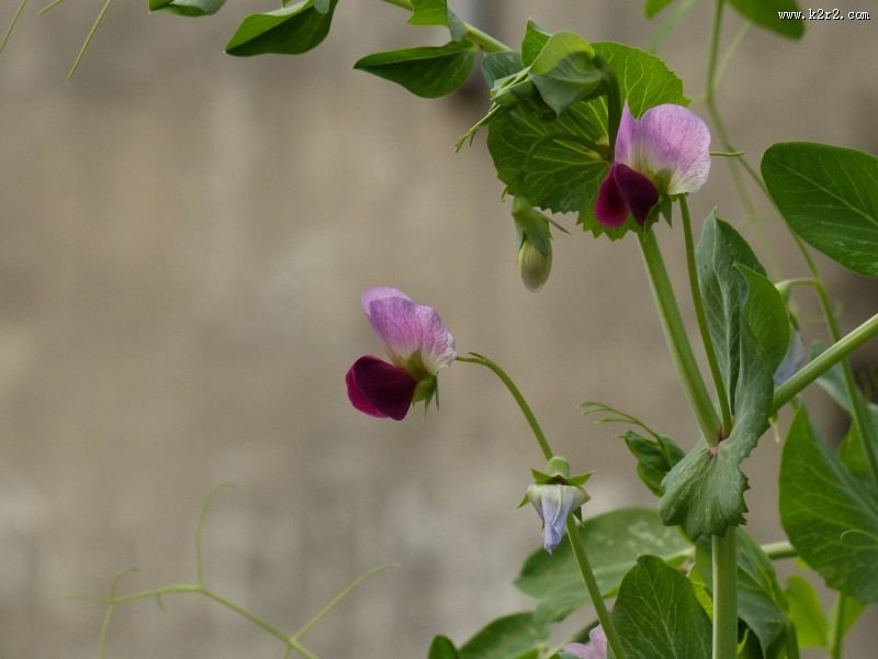 豌豆花图片