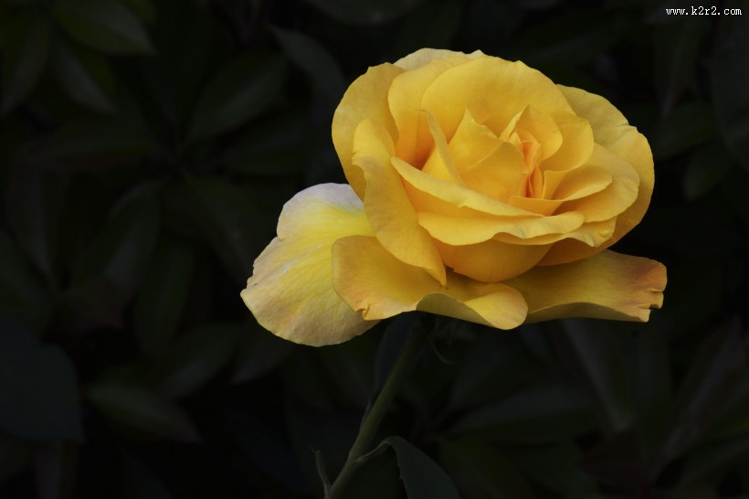 娇艳的月季花图片