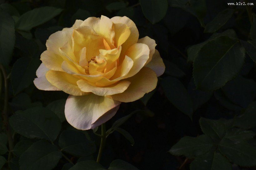 娇艳的月季花图片