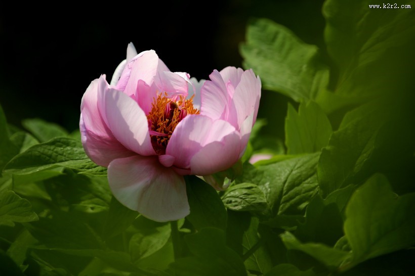 大观园的牡丹花图片