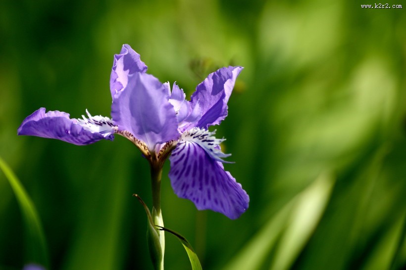 紫色鸢尾图片