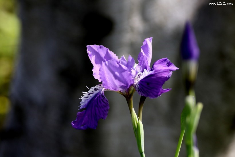 紫色鸢尾图片